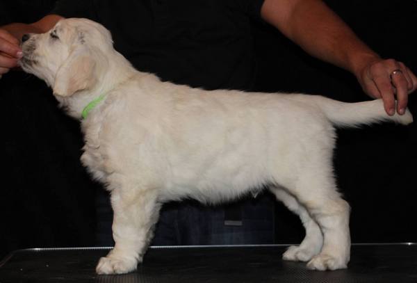 Mr Green 8 weeks.jpg